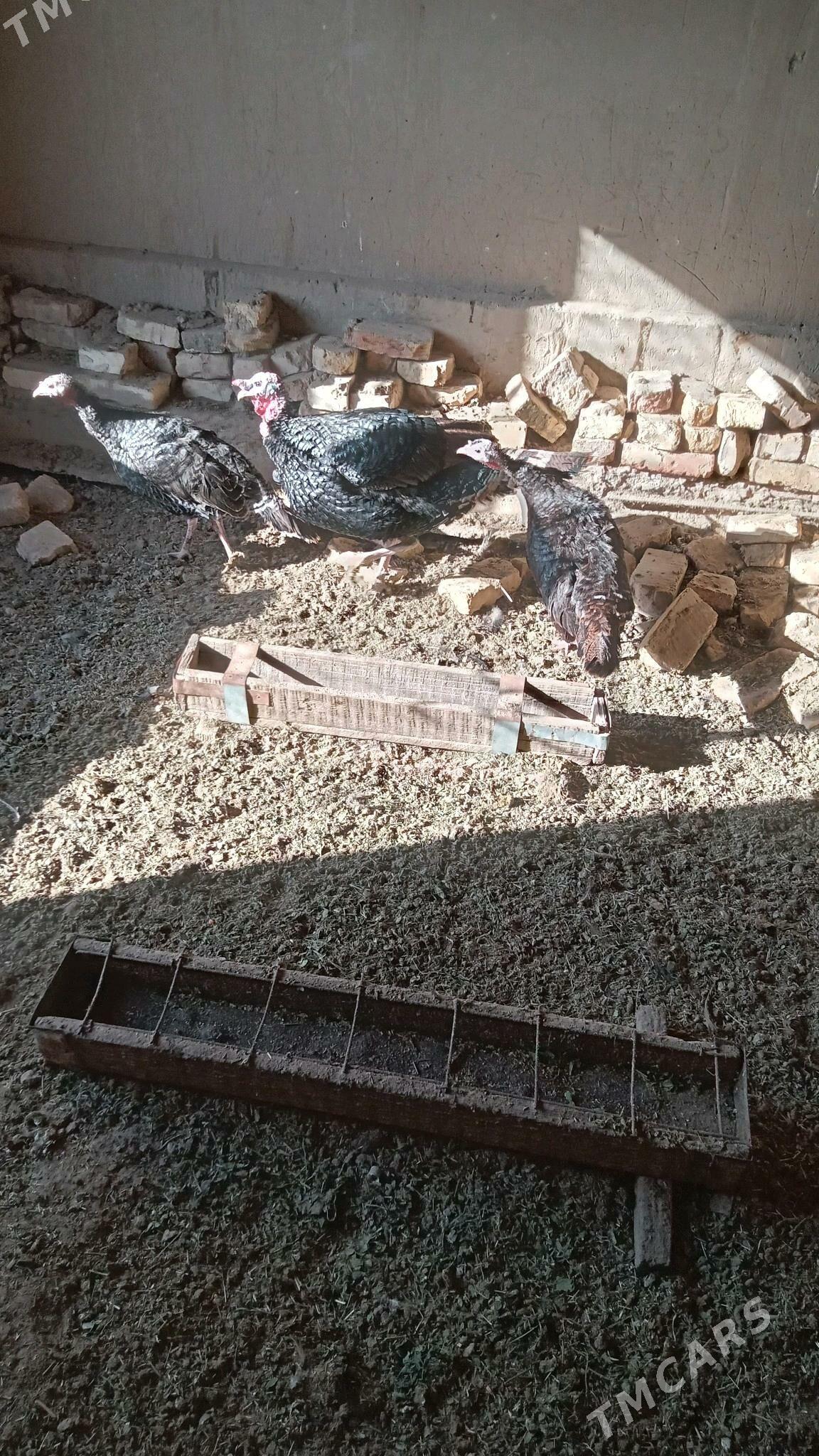 Induk yagdaylary gaty gowy - Мары - img 2