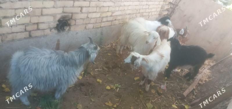 Owlaklar - Чарджоу - img 1