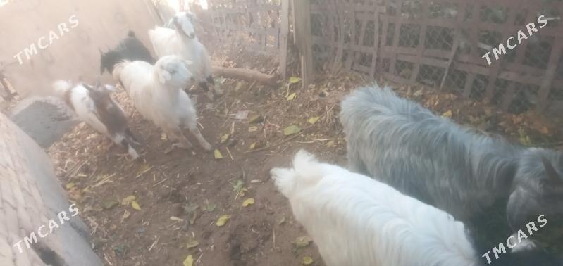 Owlaklar - Чарджоу - img 5