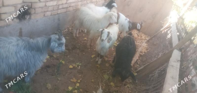 Owlaklar - Чарджоу - img 3