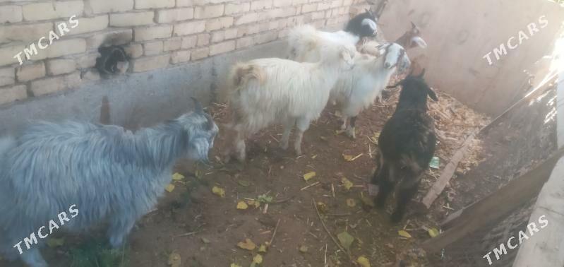 Owlaklar - Чарджоу - img 7