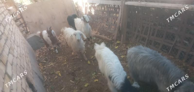 Owlaklar - Чарджоу - img 6