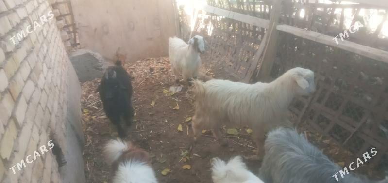 Owlaklar - Чарджоу - img 2