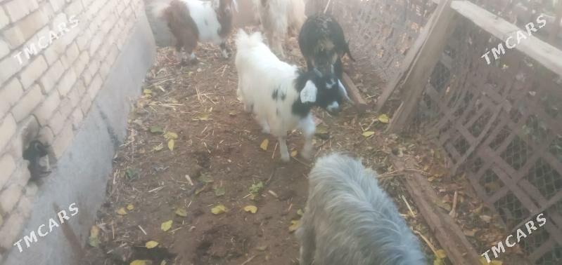 Owlaklar - Чарджоу - img 8