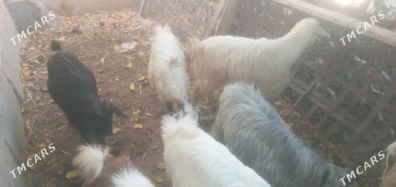 Owlaklar - Чарджоу - img 4