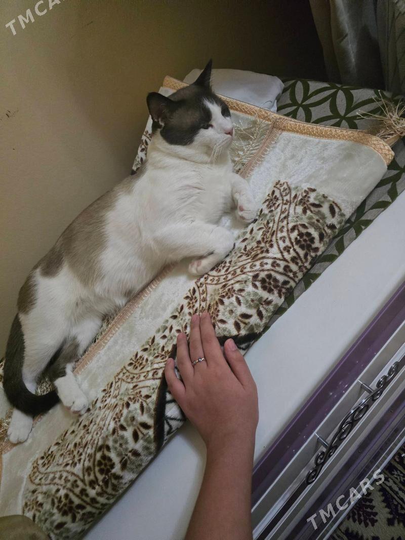 ️️️ПОТЕРЯЛСЯ  КОТ РОМА - Бузмеин - img 3