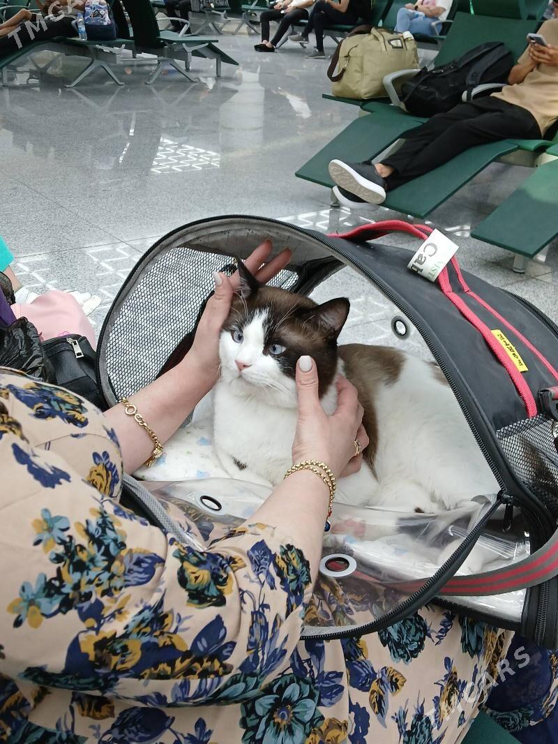 ️️️ПОТЕРЯЛСЯ  КОТ РОМА - Бузмеин - img 2