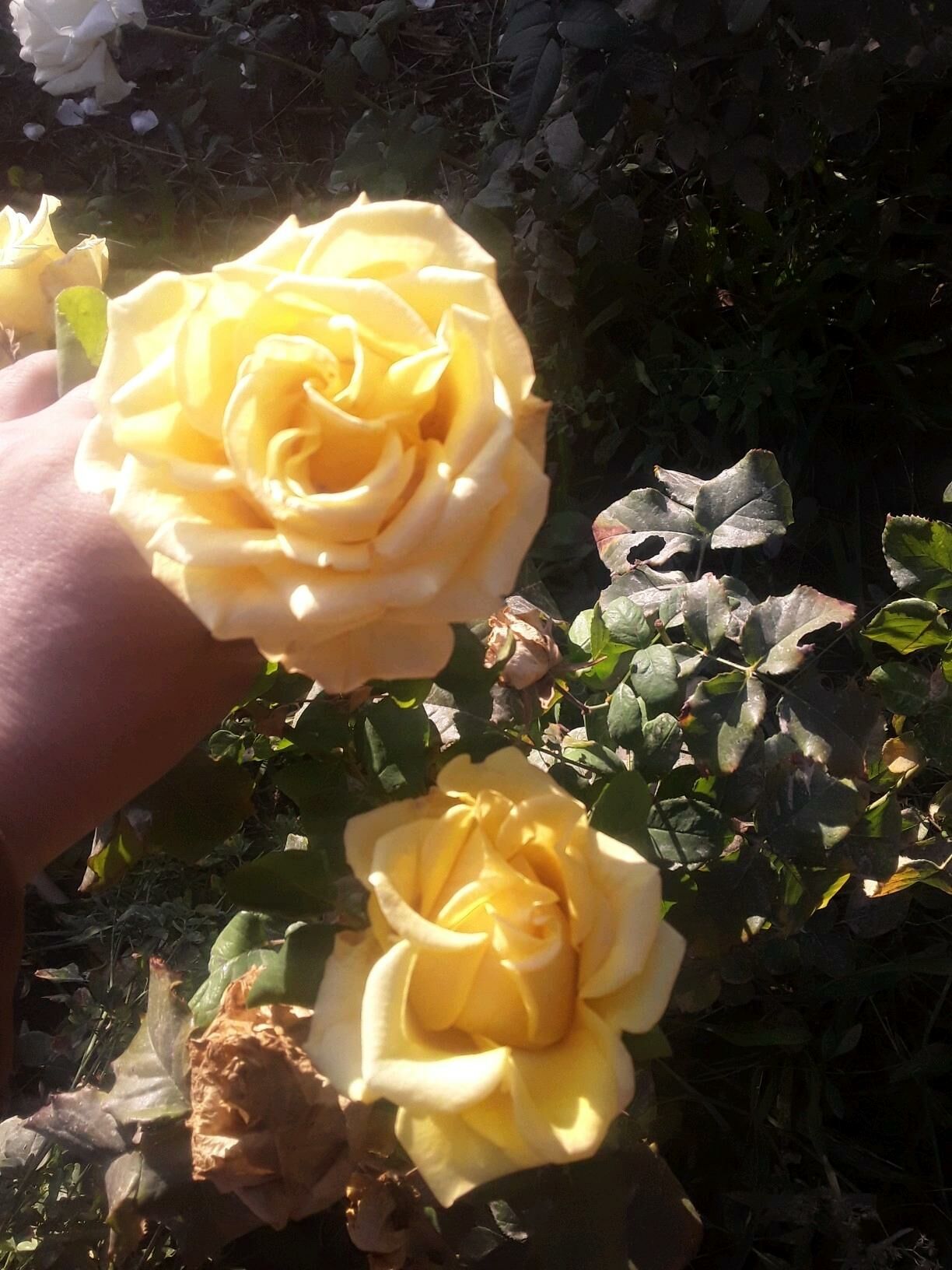 dasary guller - Mary - img 6