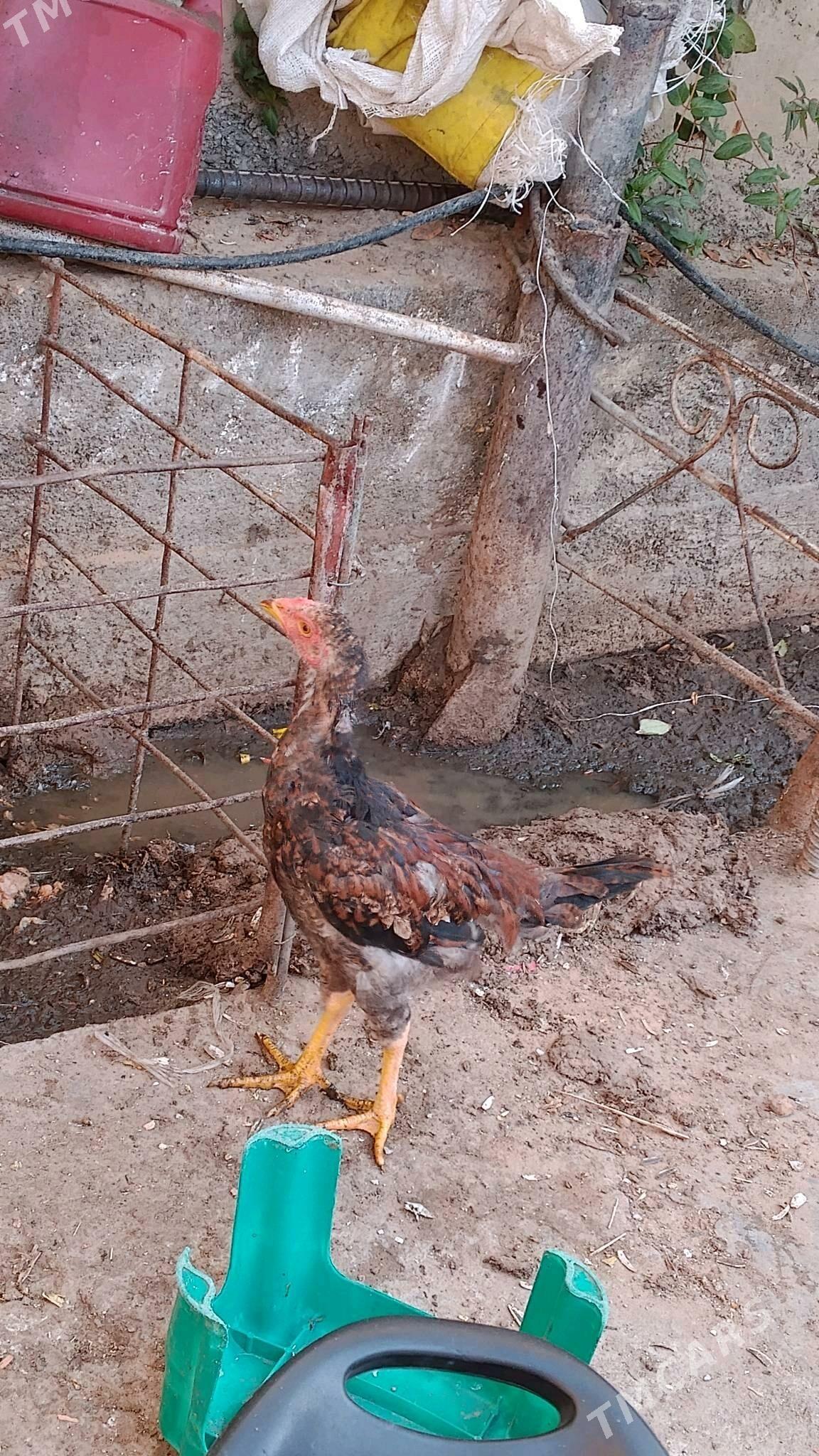 Taşkent - Aşgabat - img 1