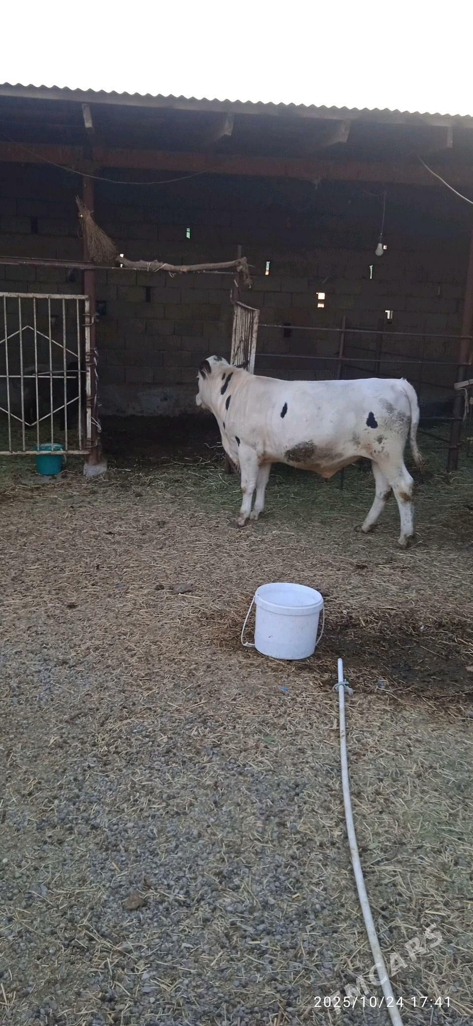 simintal okuz - Ашхабад - img 1