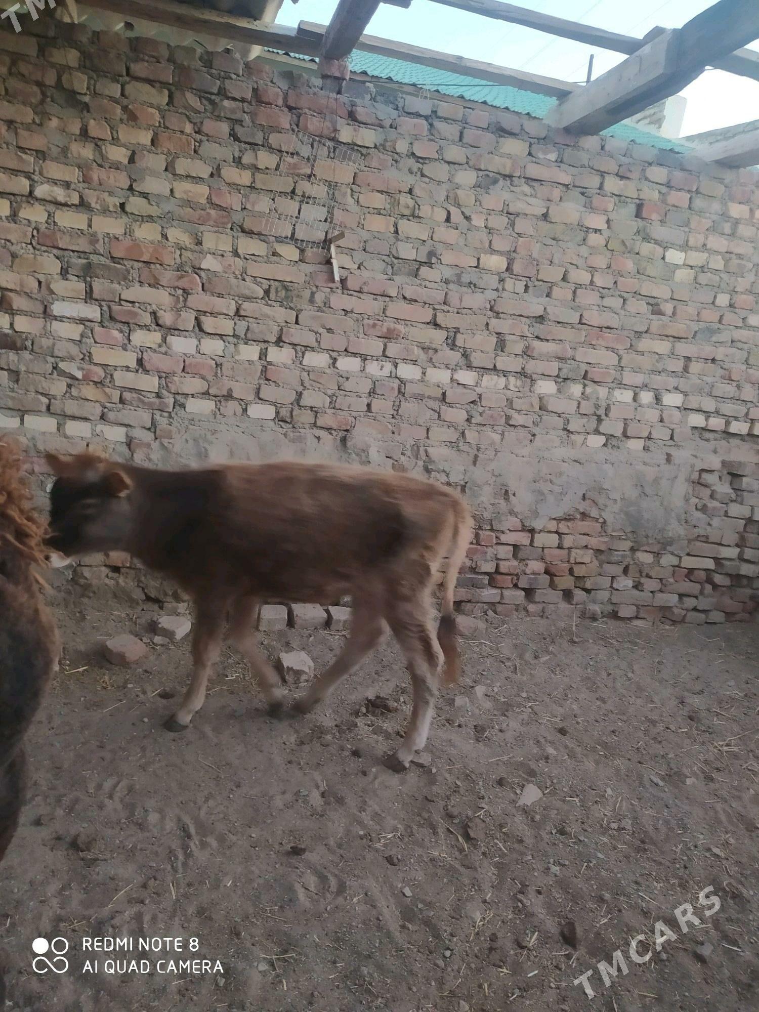 tanaly sygyr - Bereket - img 1