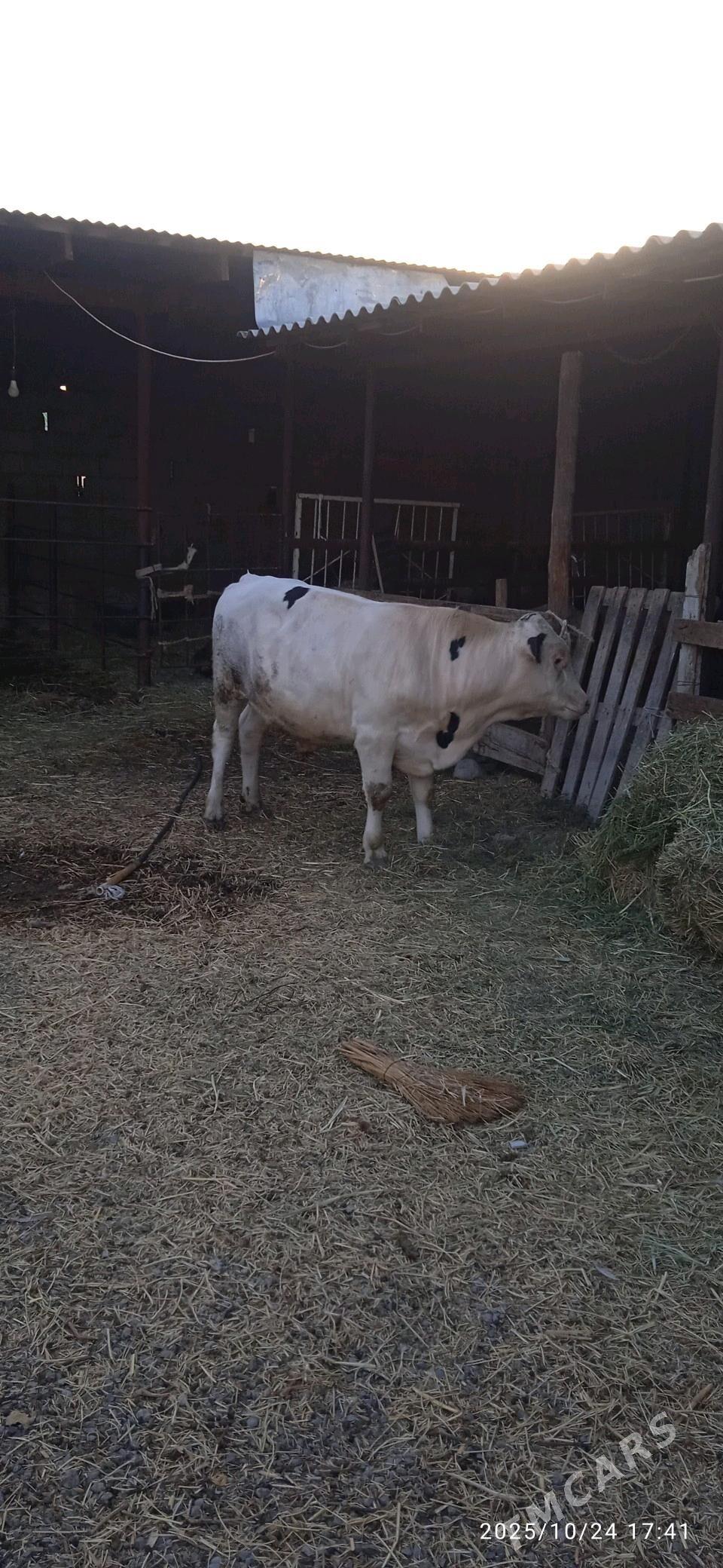 simintal okuz - Ашхабад - img 2