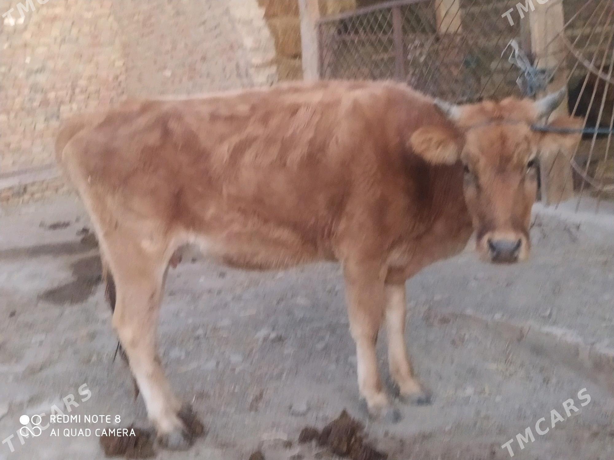 tanaly sygyr - Bereket - img 2