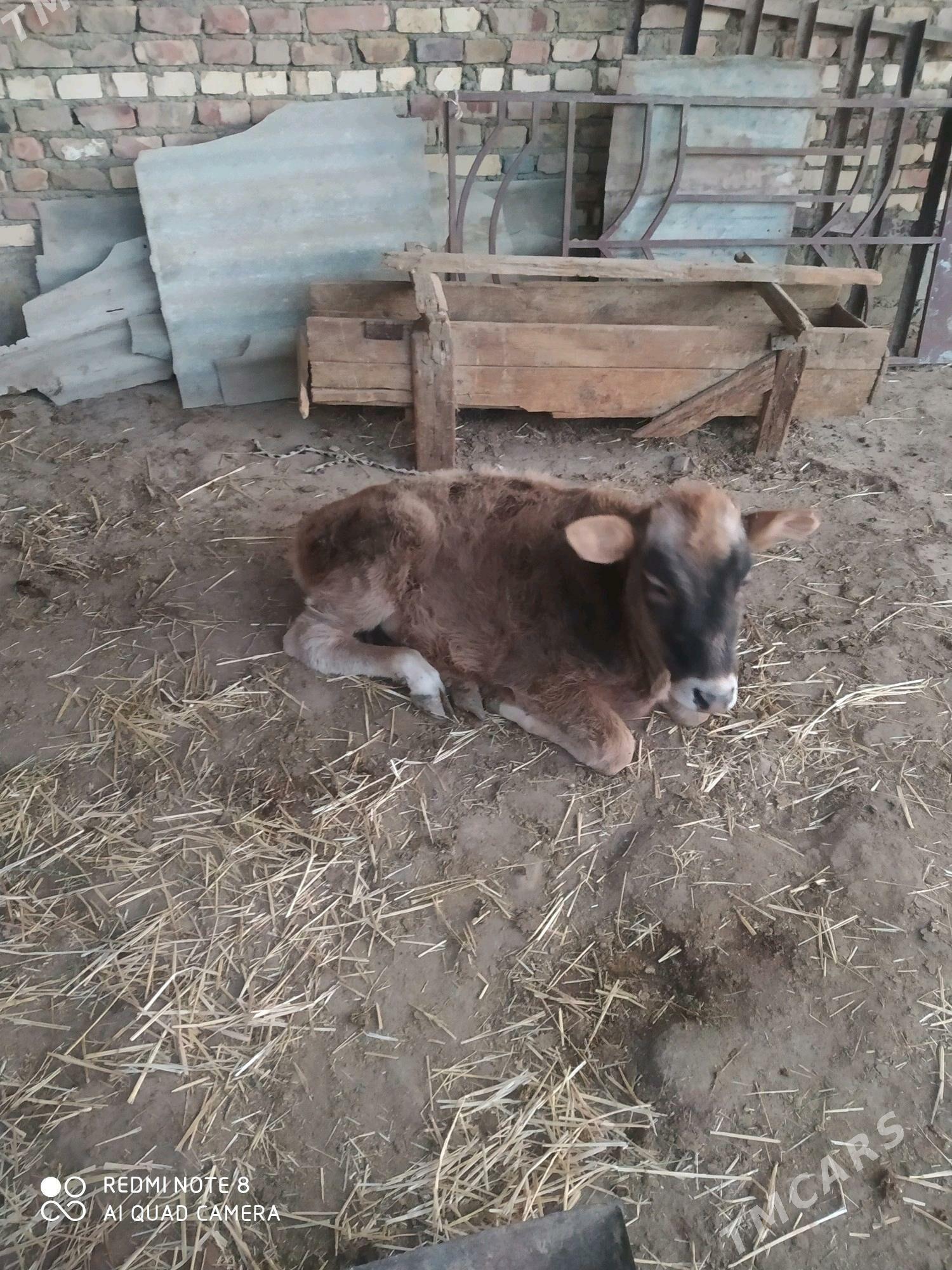 tanaly sygyr - Bereket - img 3