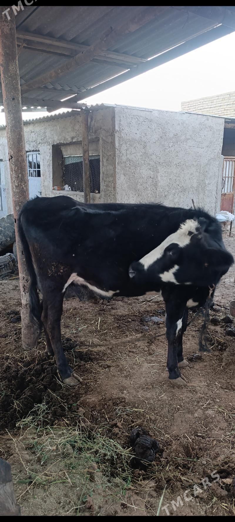 Sygyr - Серахс - img 4