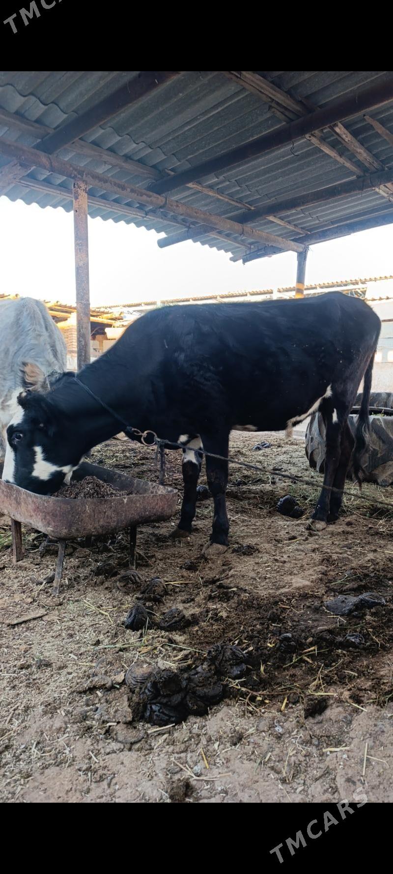 Sygyr - Серахс - img 3