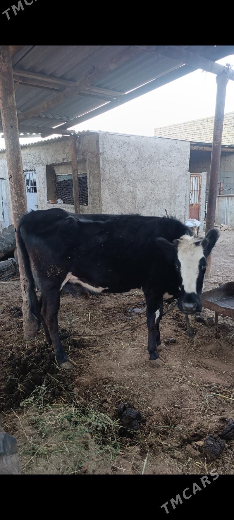 Sygyr - Серахс - img 1