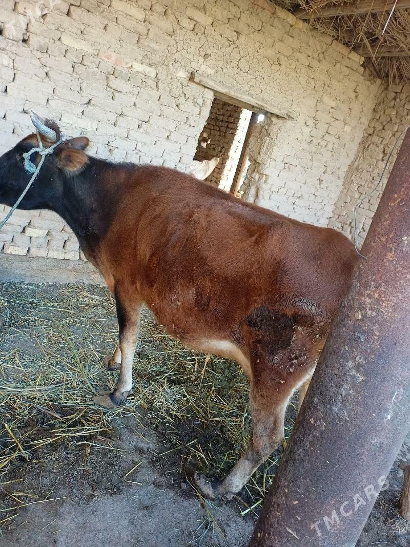 бакловтран мал семиз 120 130 к - Çärjew - img 2