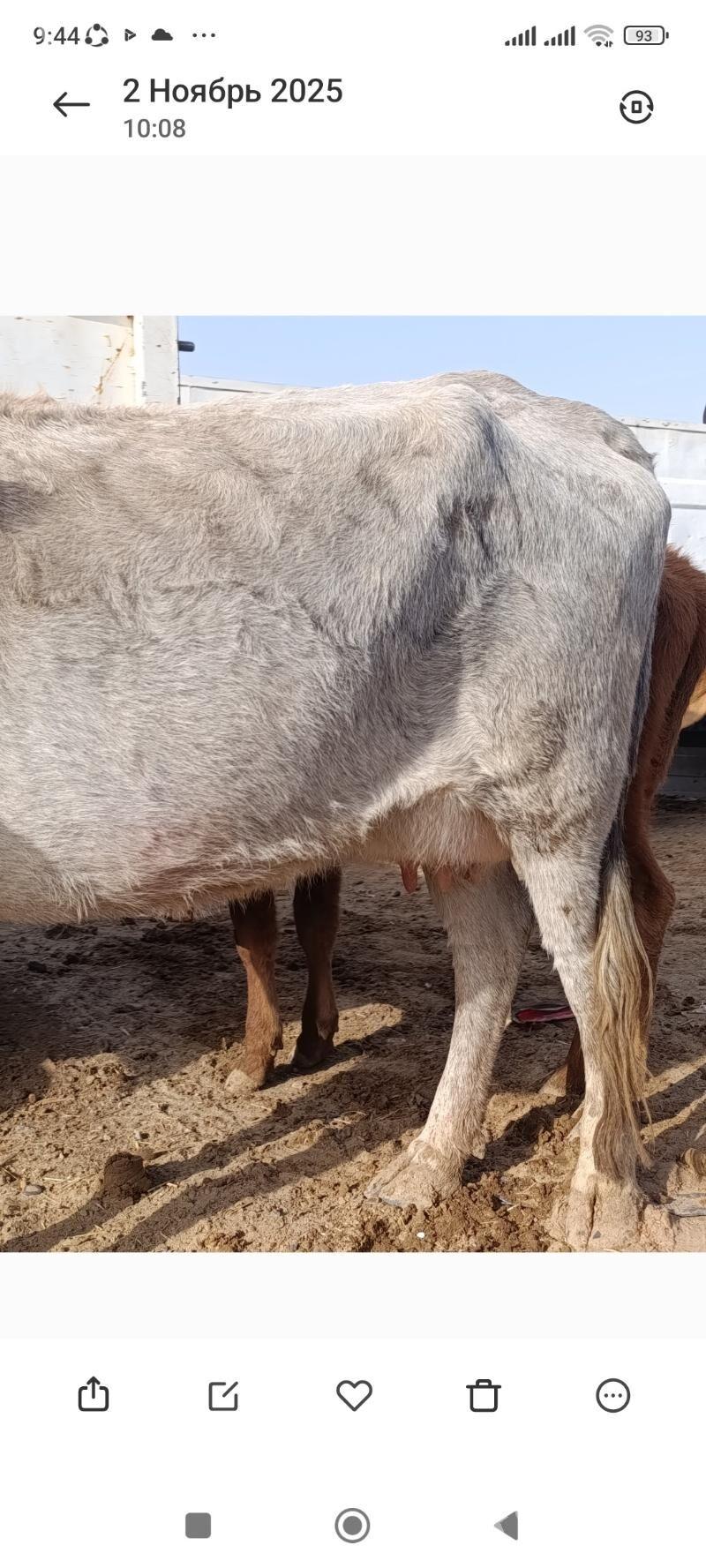 Sygyr - Серахс - img 2