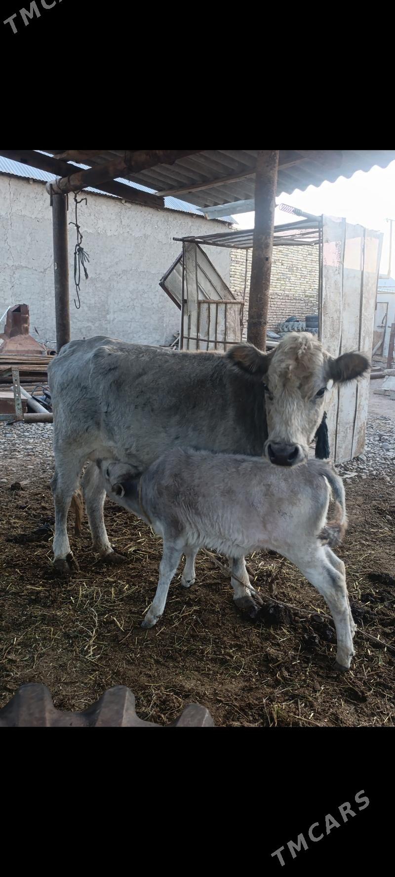 Sygyr - Серахс - img 1