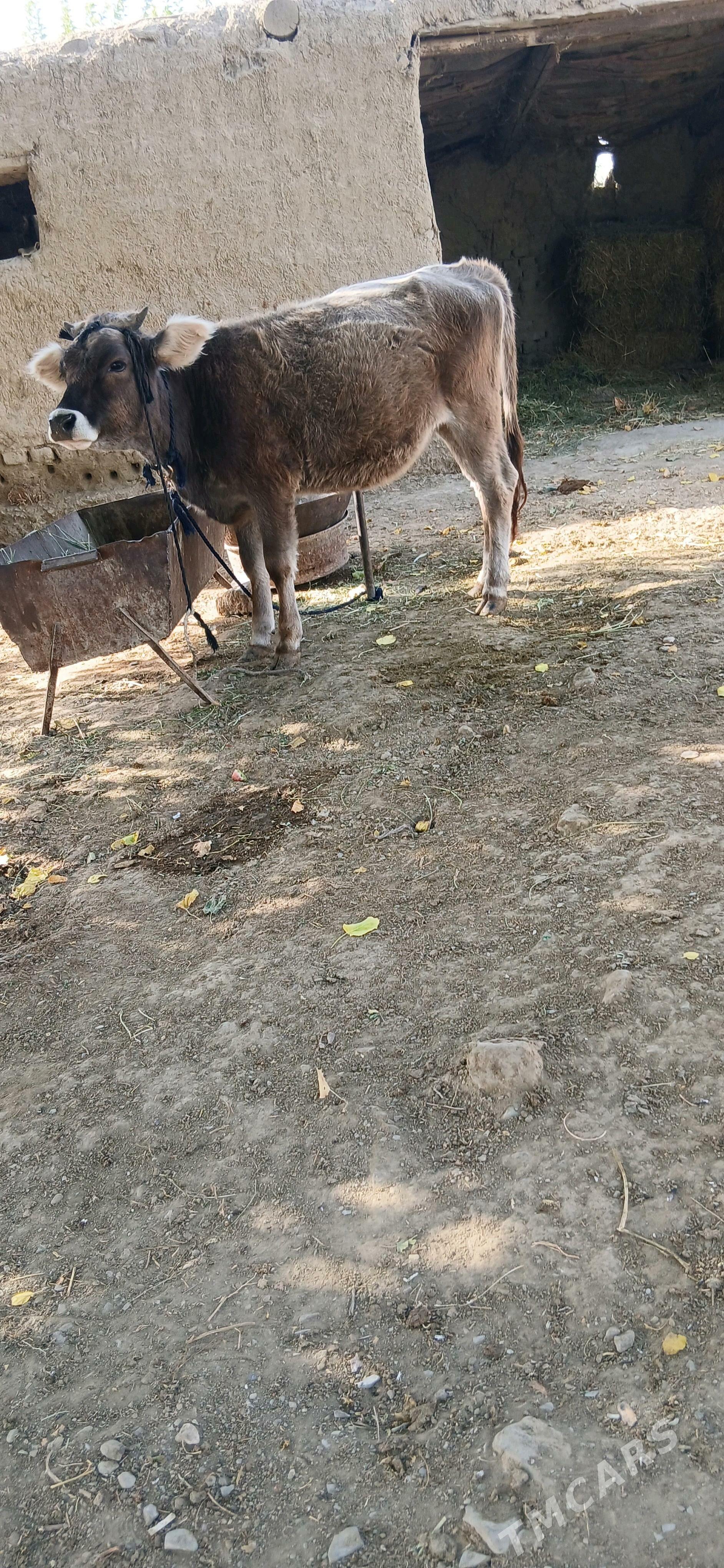 Tüwe - Бахарден - img 1