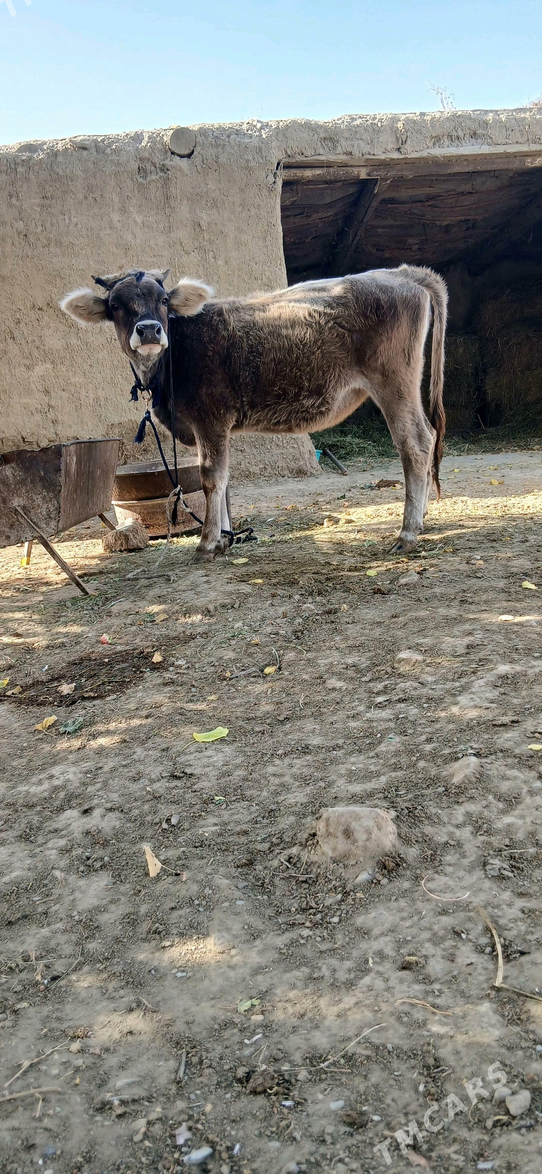 Tüwe - Бахарден - img 2