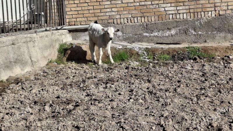 saglyk sygyr - Çärjew - img 8