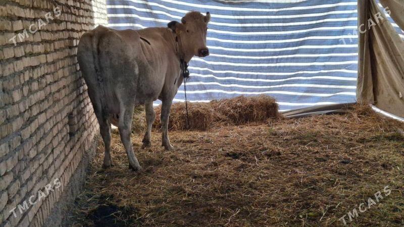 saglyk sygyr - Çärjew - img 4