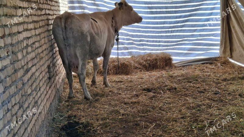 saglyk sygyr - Çärjew - img 3