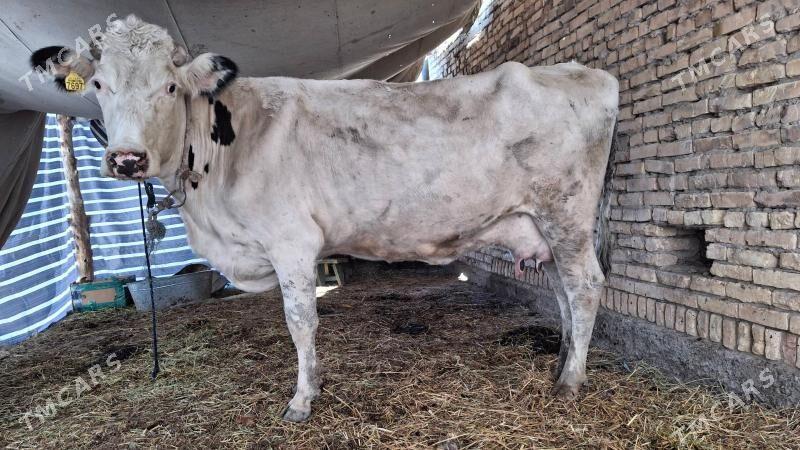 saglyk sygyr - Çärjew - img 1