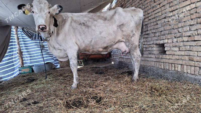 saglyk sygyr - Çärjew - img 2