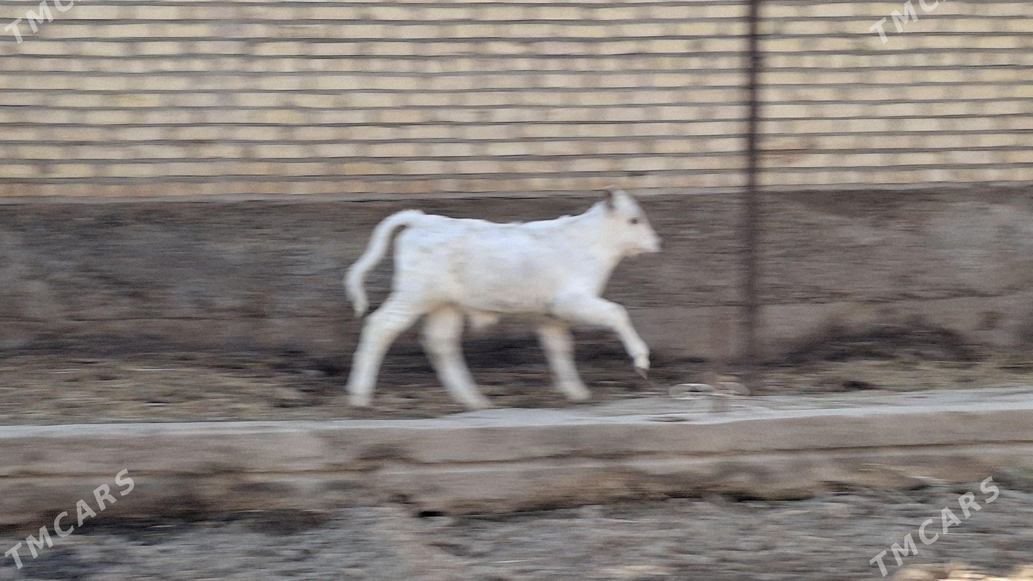 saglyk sygyr - Çärjew - img 6