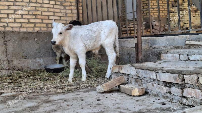 saglyk sygyr - Çärjew - img 7