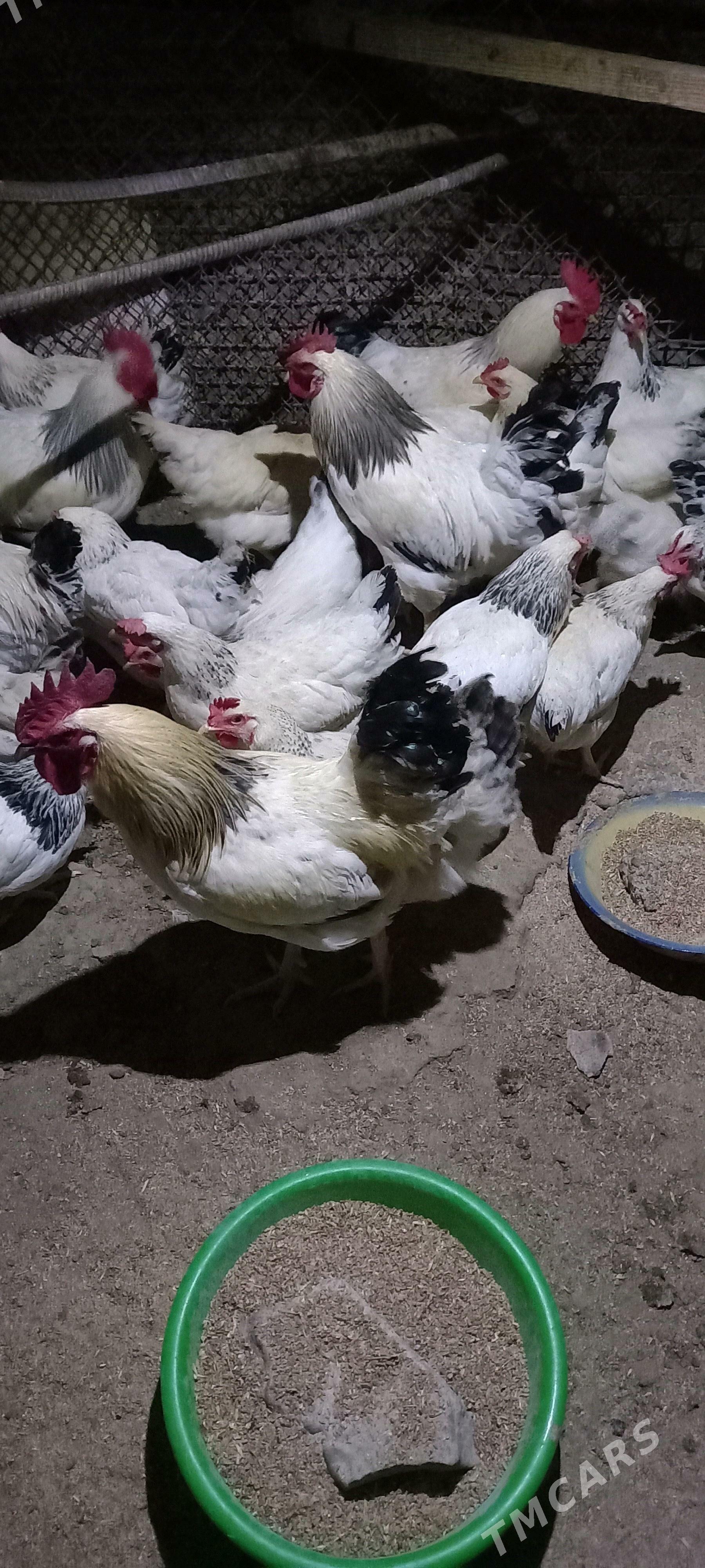 Guzlaýjy towuk Dominant D 104 - Aşgabat - img 1