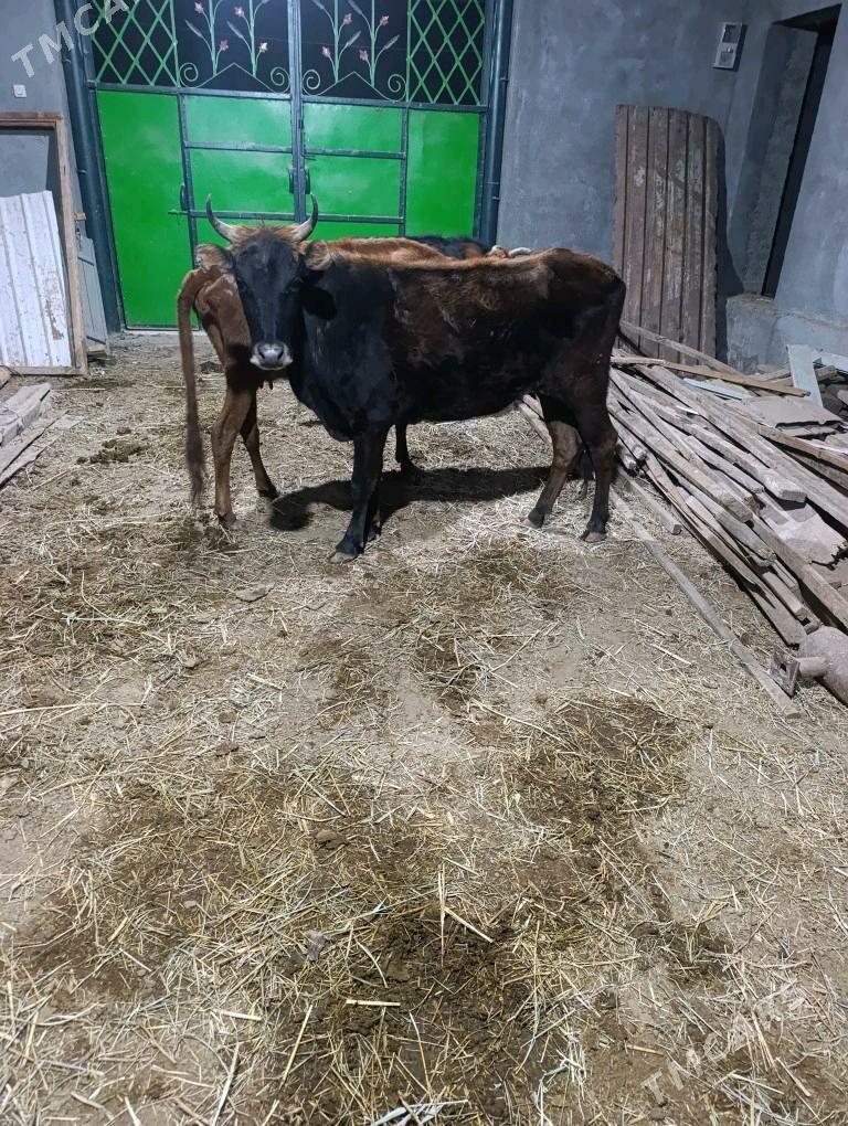 BOGAZ SYGYR - Мары - img 1