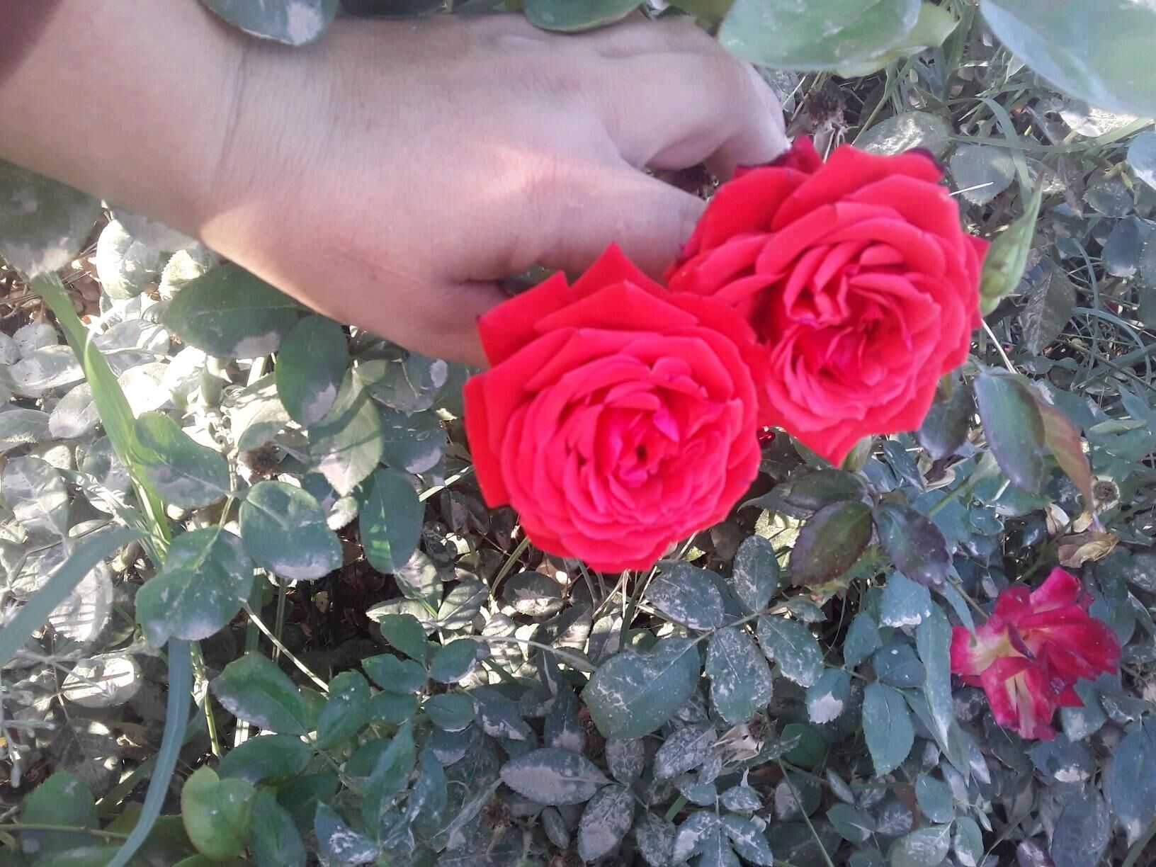 dasary guller - Mary - img 5