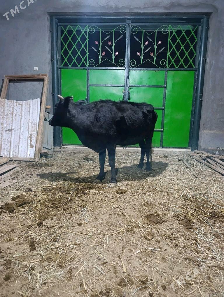 BOGAZ SYGYR - Мары - img 1