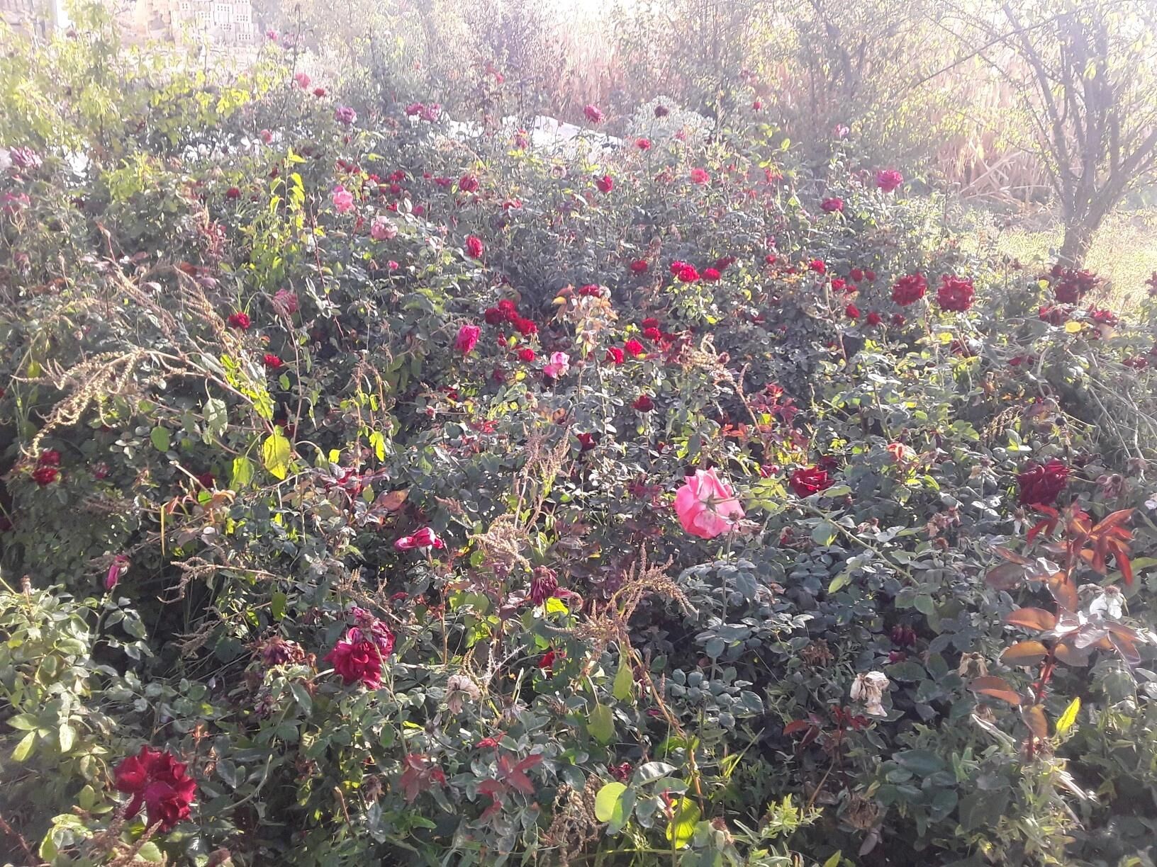 dasary guller - Mary - img 3