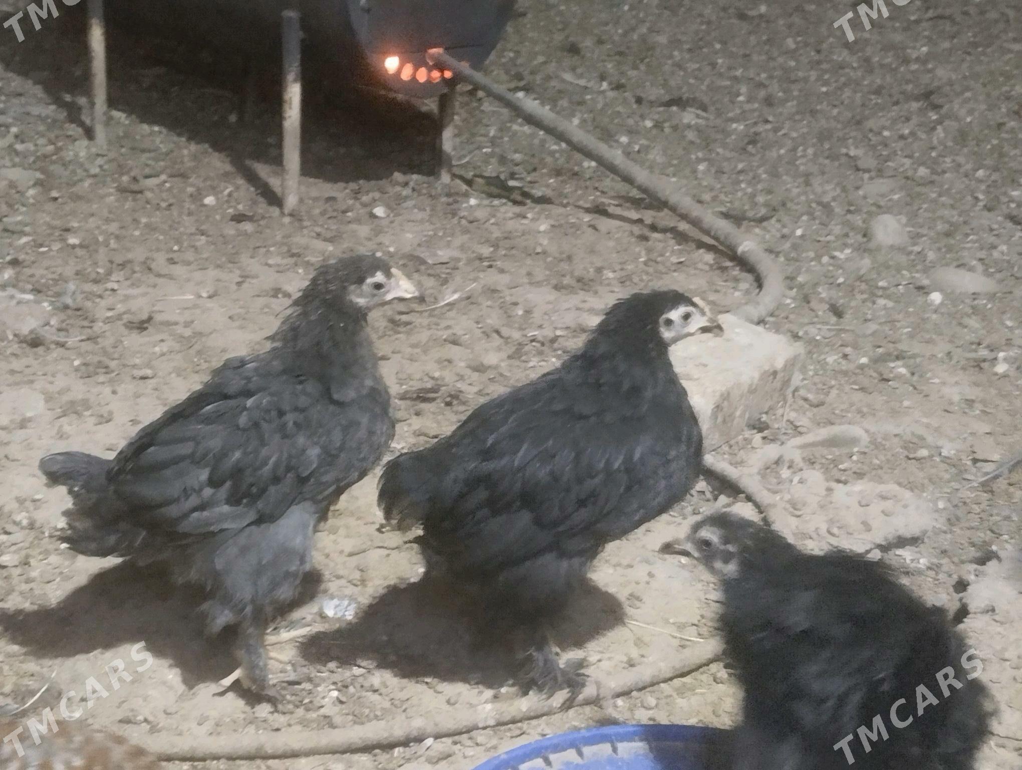 balakly juje - Sakarçäge - img 2