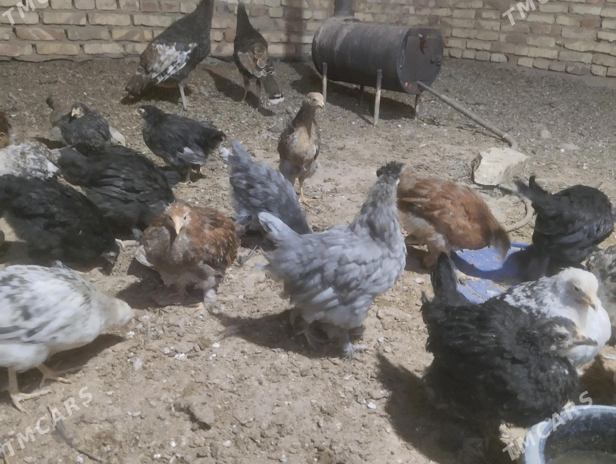 balakly juje - Sakarçäge - img 5