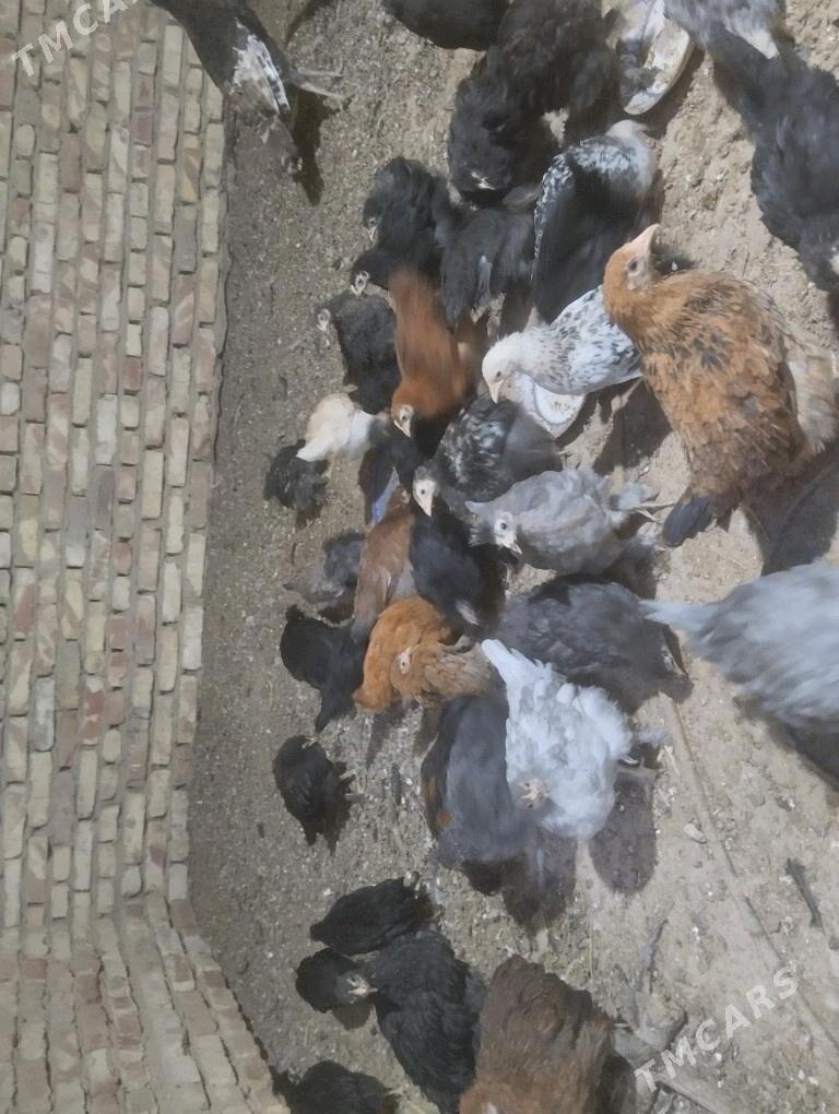 balakly juje - Sakarçäge - img 4