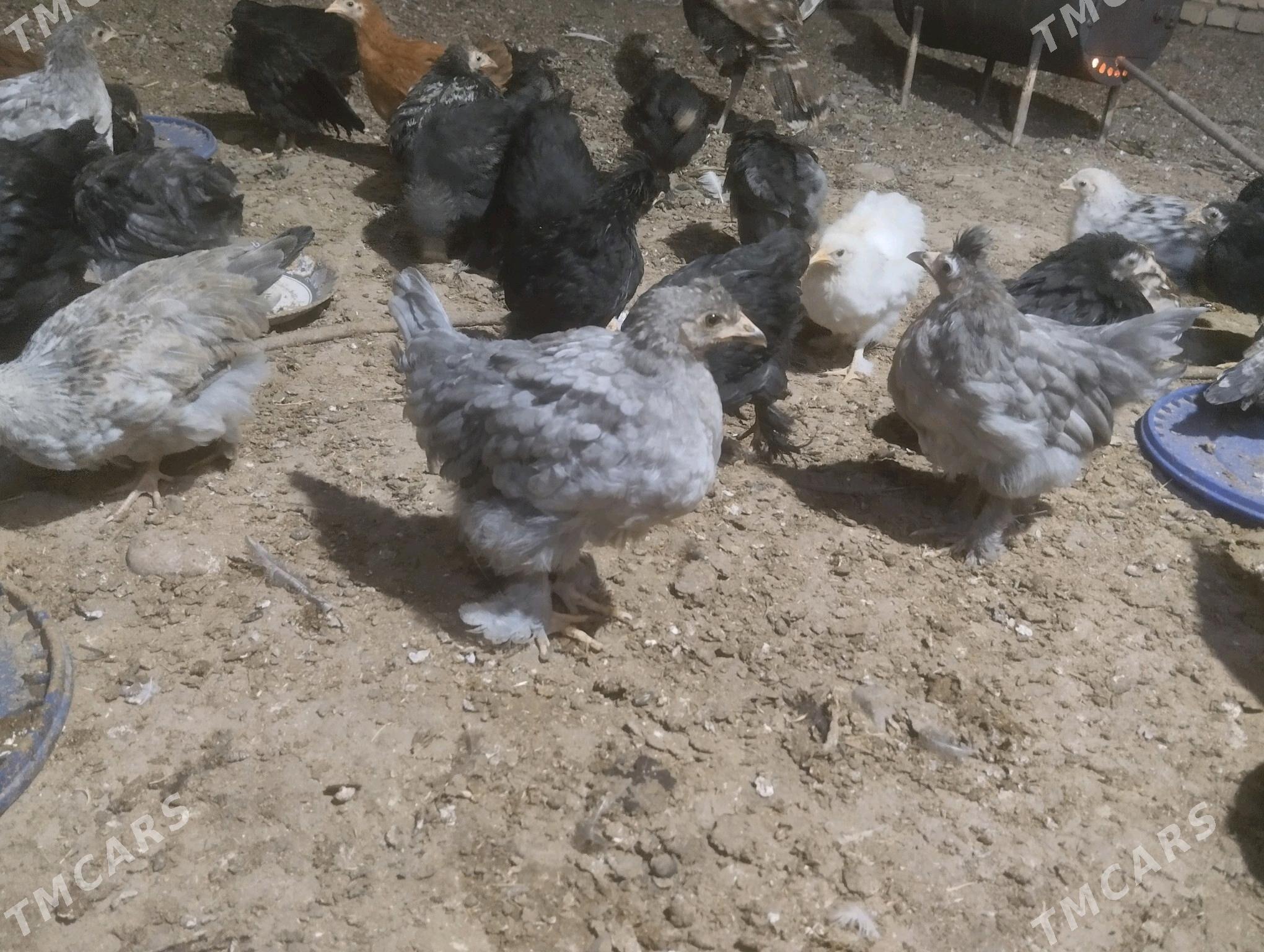 balakly juje - Sakarçäge - img 1