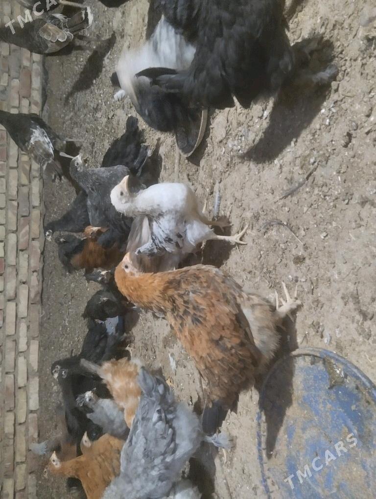 balakly juje - Sakarçäge - img 3