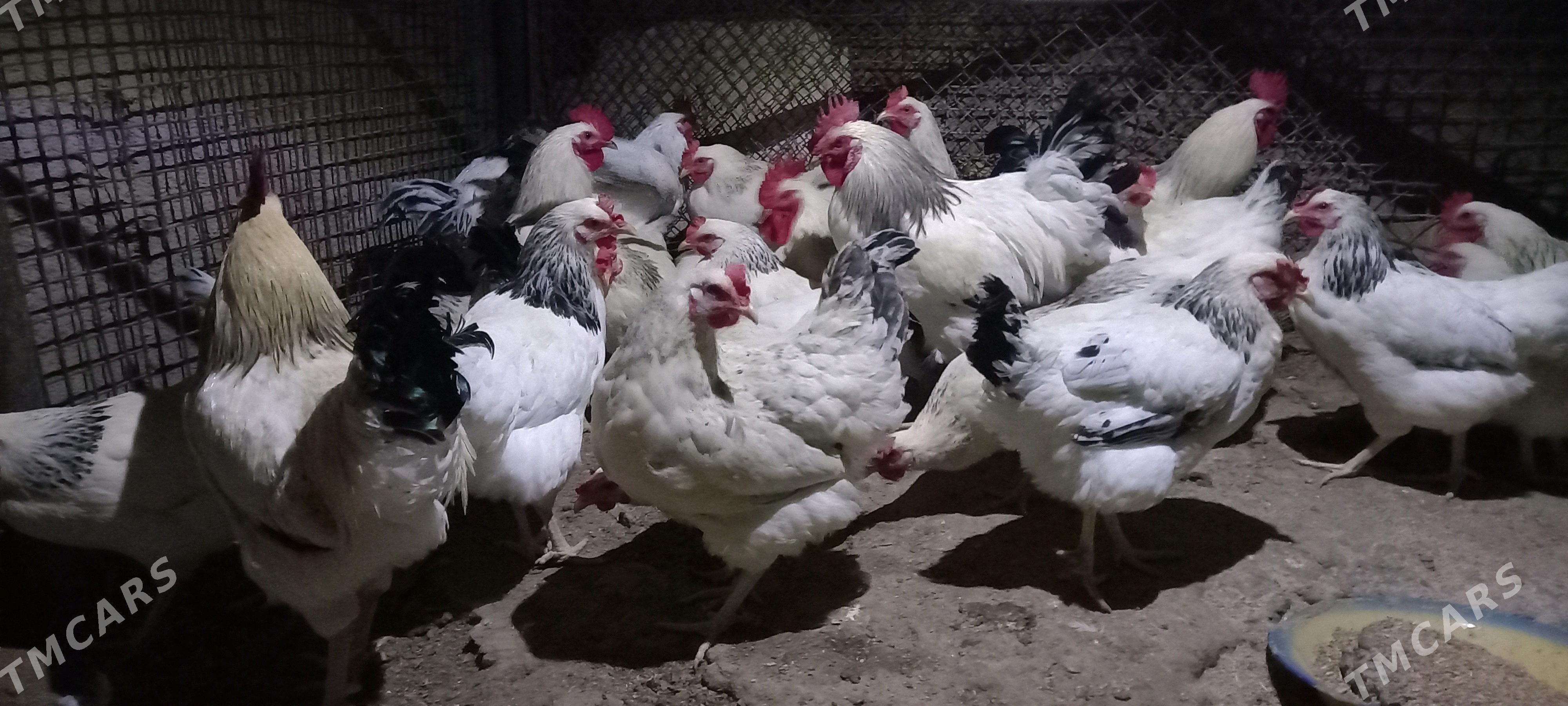 Guzlaýjy towuk Dominant D 104 - Aşgabat - img 2