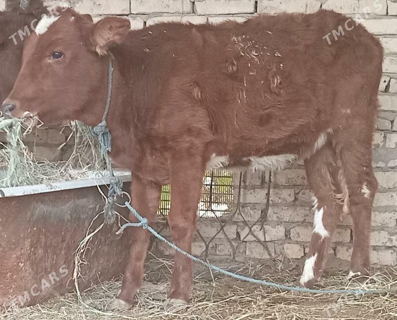 gunajyn - Çärjew - img 1