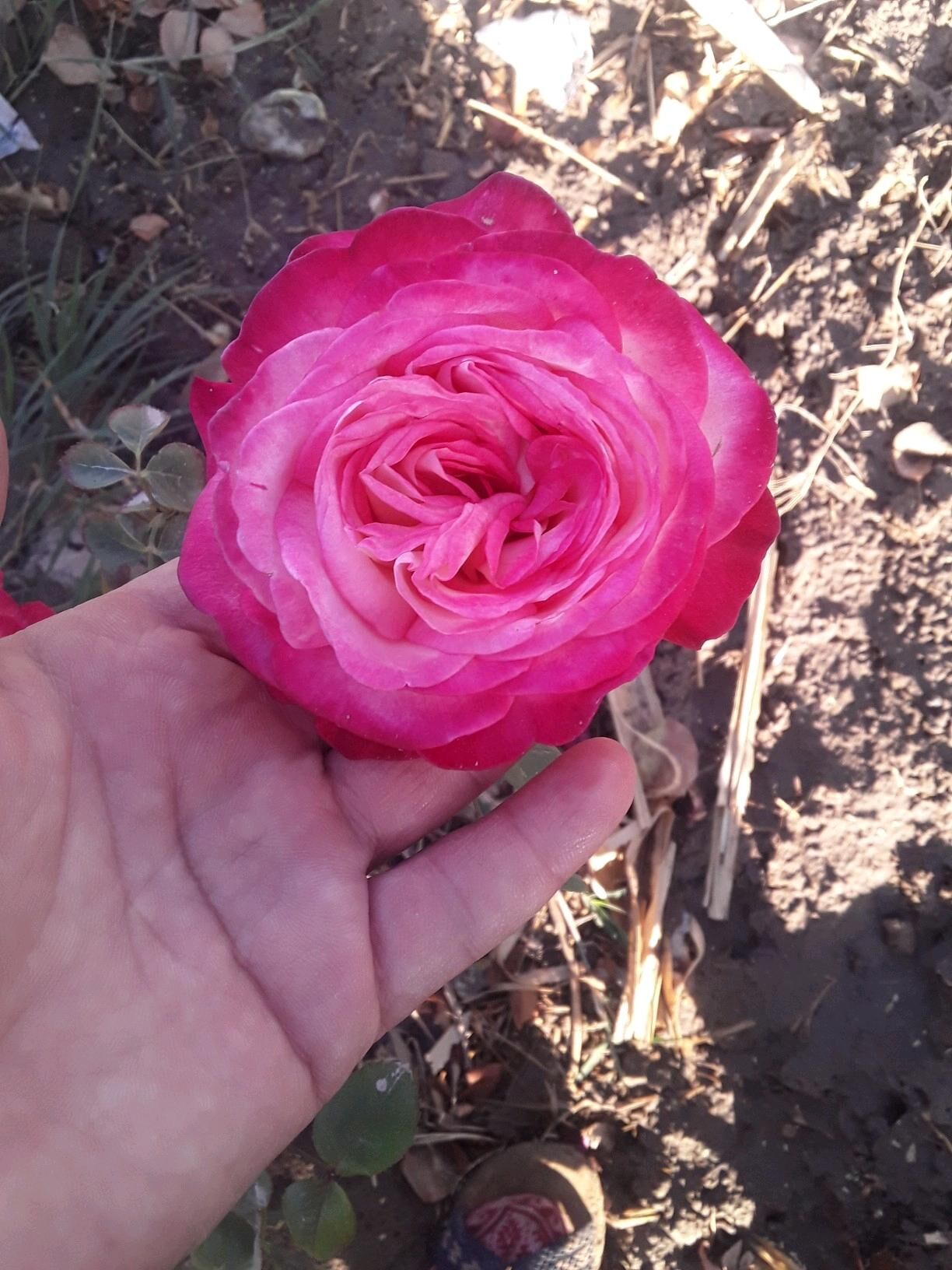 dasary guller - Mary - img 4