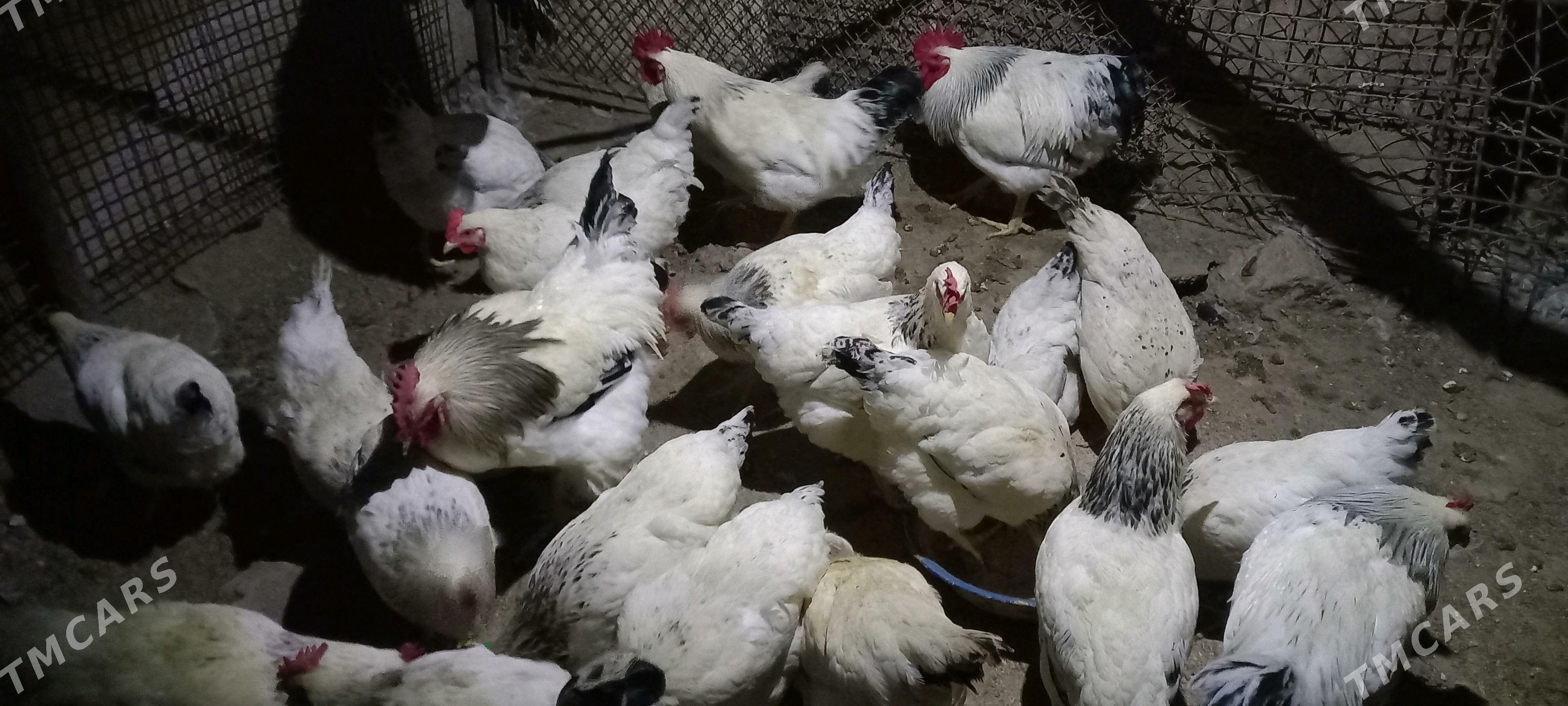 Guzlaýjy towuk Dominant D 104 - Aşgabat - img 3