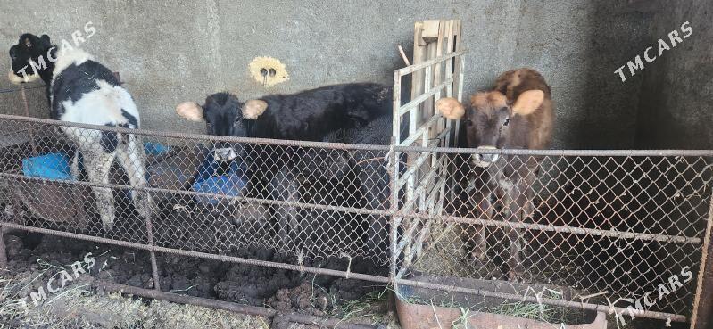 3 sany gole - Ашхабад - img 3