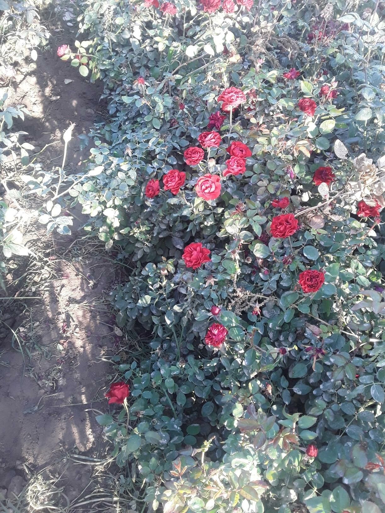 dasary guller - Mary - img 7