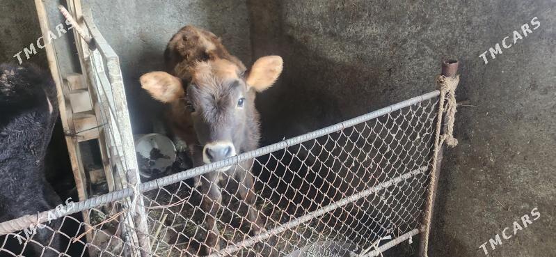 3 sany gole - Ашхабад - img 1